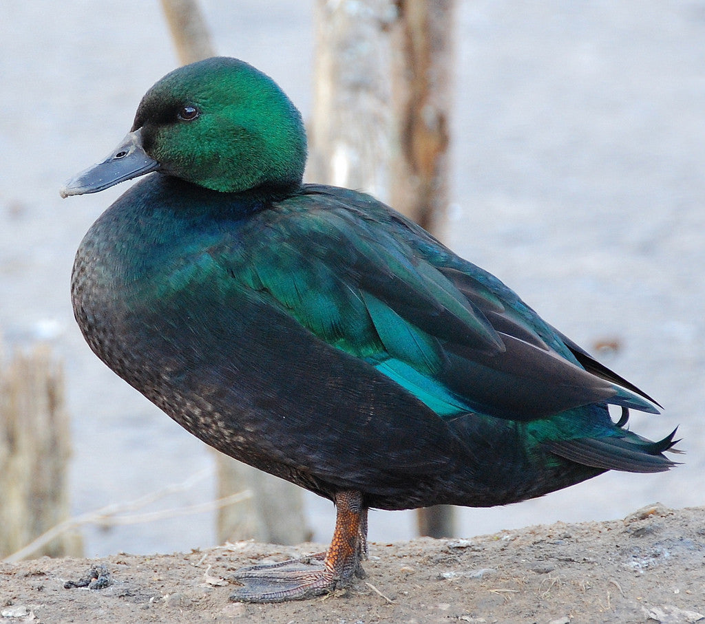 Gray Ducks Wear Green on St. Patrick’s Day
