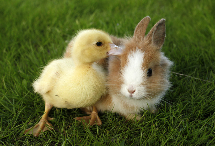 Happy Easter!