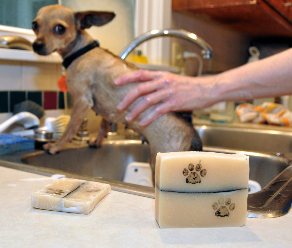 Chihuahua Star says her clean fur makes her feel beautiful and gives her more confidence